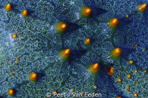 Patterns of a seastar by Peet J Van Eeden 